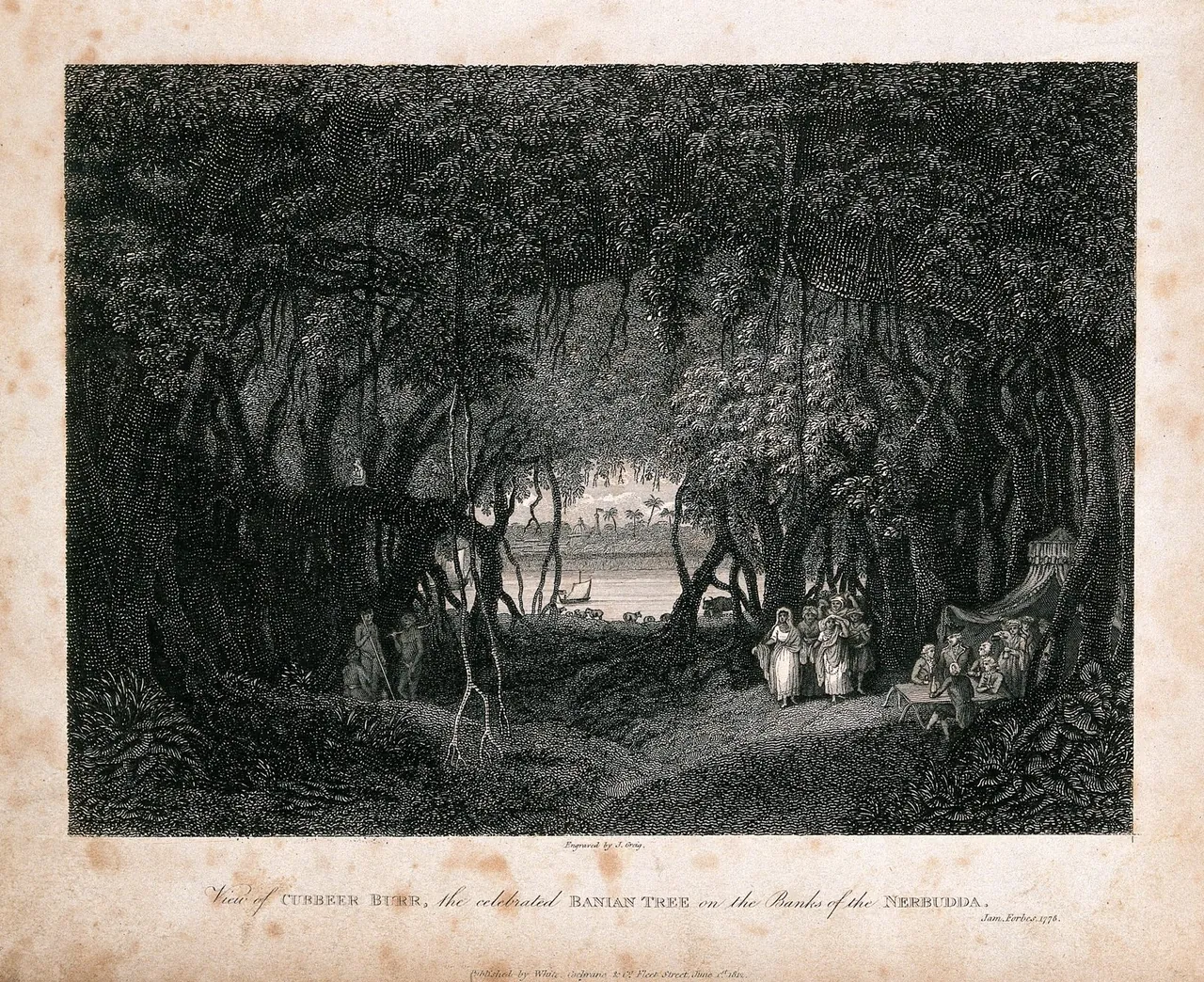 An engraving of the inside of a vast banyan tree, its many trunks and hanging roots forming a dark hall, with small figures resting in the light beyond.