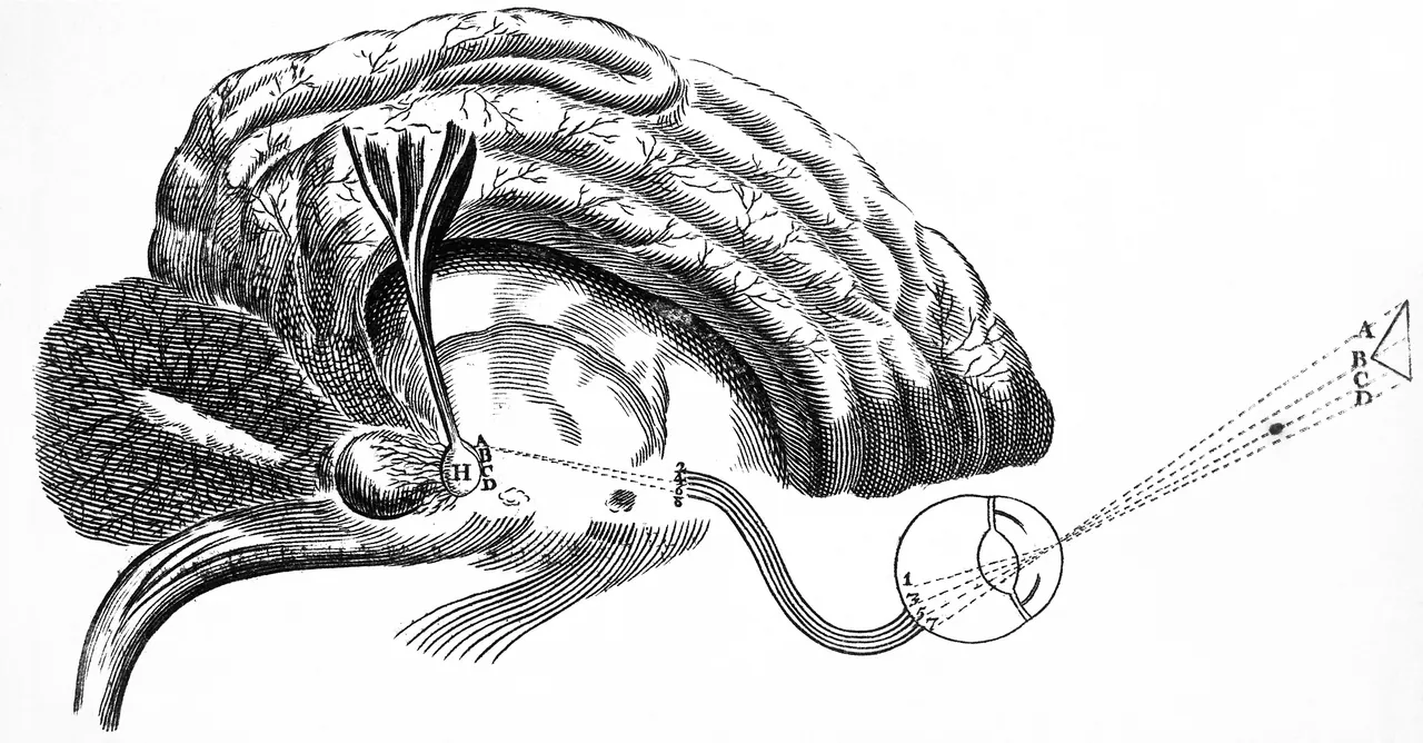 An engraving of the brain in profile with an eye at its front, dotted lines running from an arrow outside through the eye to a gland deep in the brain.