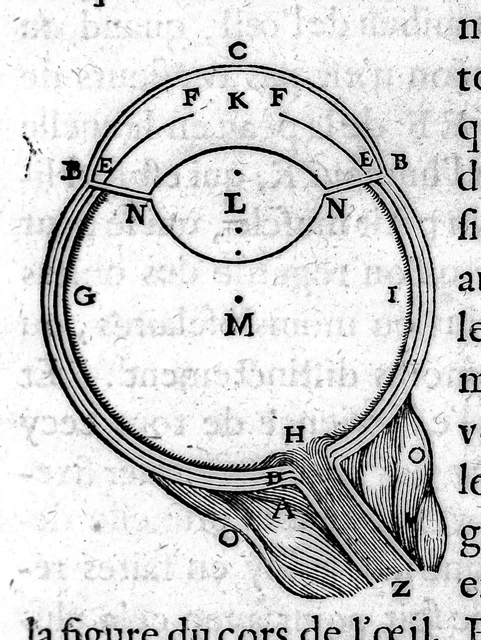 A woodcut of the eye in cross-section, every part marked with a letter, the optic nerve and muscles leaving at the bottom, printed text on either side.