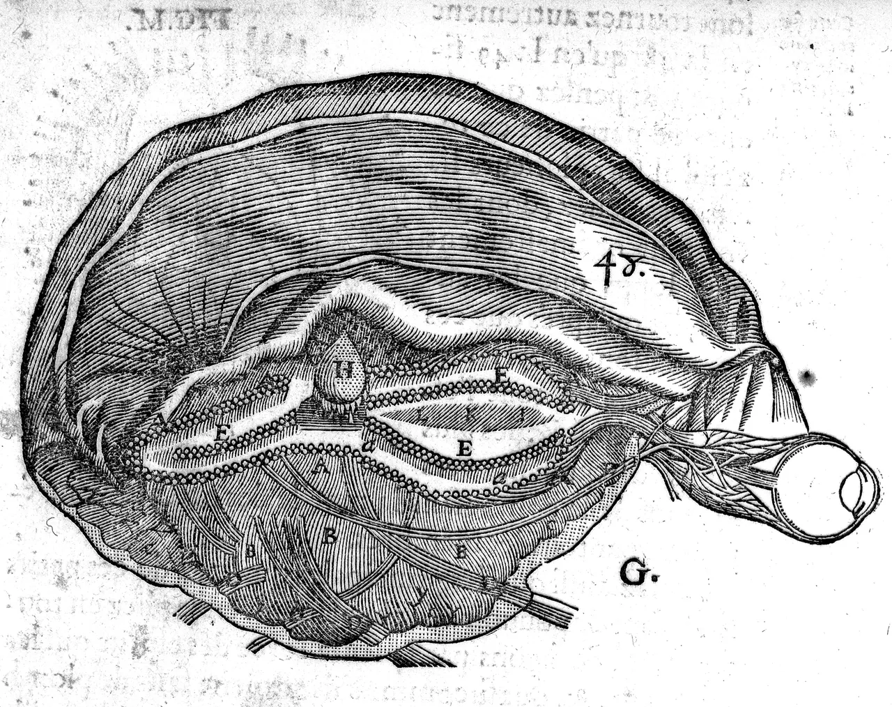 A woodcut of the brain opened in section, small tubes radiating to a single gland at its centre, with an eye attached at the right.