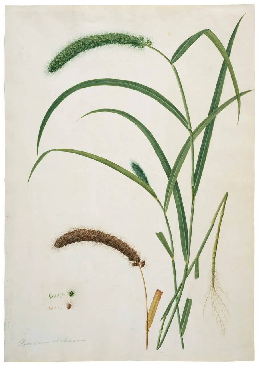 A natural-history watercolour of a stalk of foxtail millet with its long leaves, a heavy seed head and loose grains.