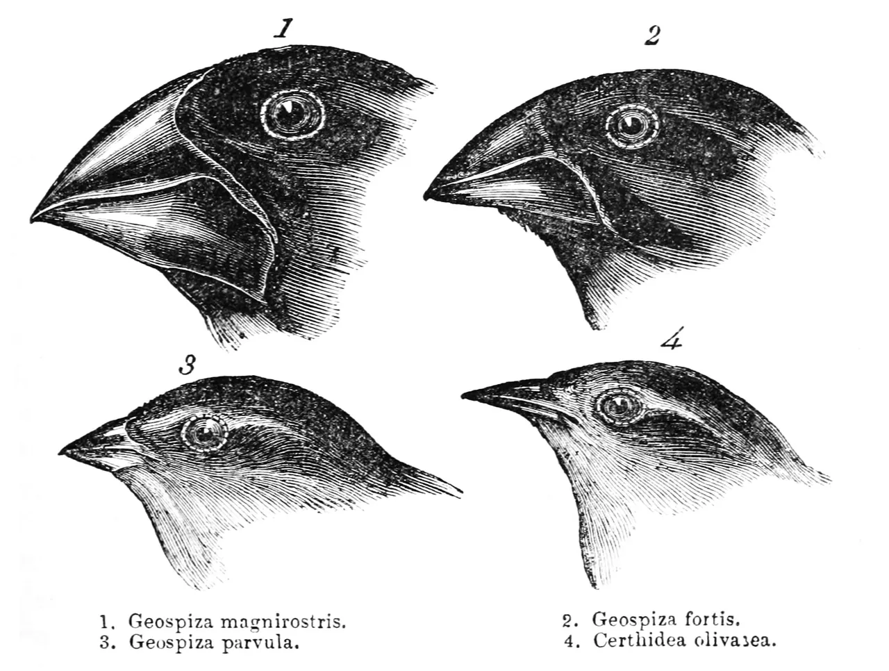 Four finch heads drawn in black and white, from a massive seed-cracking beak to a thin warbler-like one, numbered one to four.