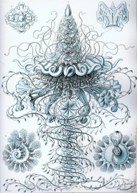 A pale blue lithograph of a siphonophore, a colony animal of many linked parts, with its float, bells and trailing tentacles, and details around it.