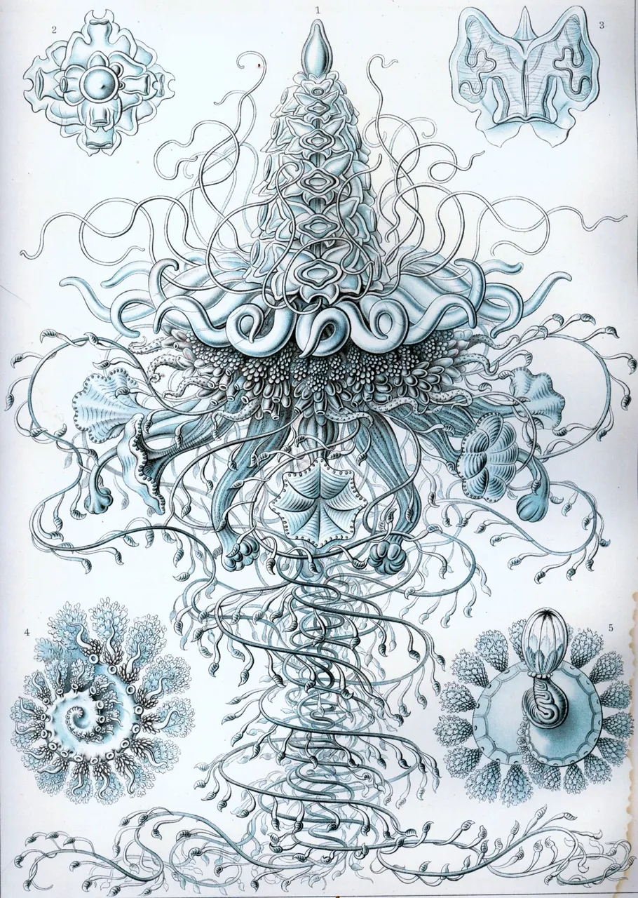 A pale blue lithograph of a siphonophore, a colony animal of many linked parts, with its float, bells and trailing tentacles, and details around it.