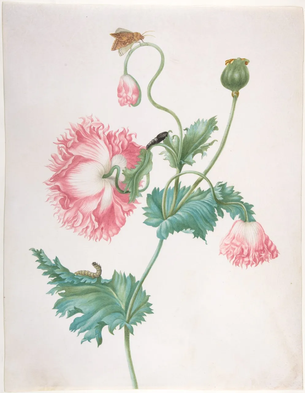 A watercolour of a pink poppy shown as bud, open flower and seed head on one stem, with a caterpillar, a pupa and a butterfly.