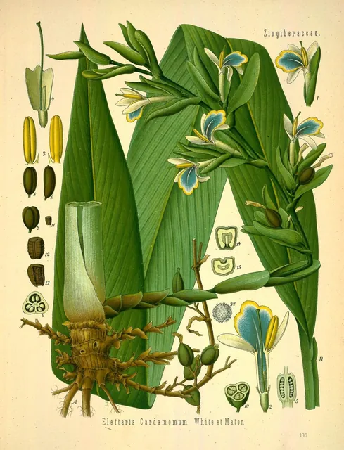 A botanical plate of the cardamom plant with long green leaves, flowering shoots from the root, and dissected flowers, pods and seeds.