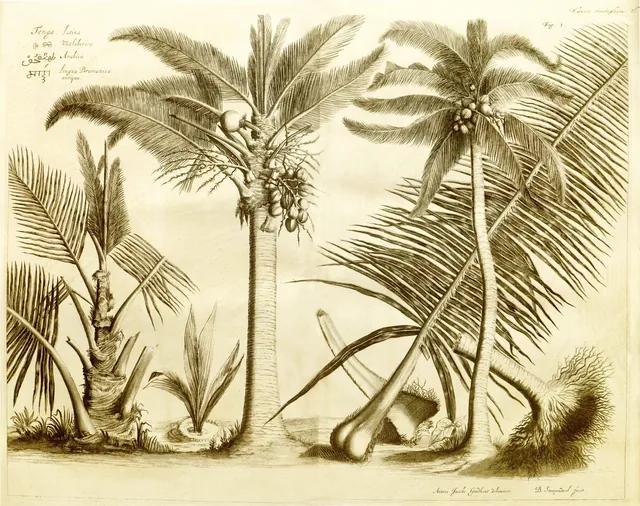 A sepia engraving of two coconut palms with their fronds and fruit clusters, and a young palm sprouting from a nut.