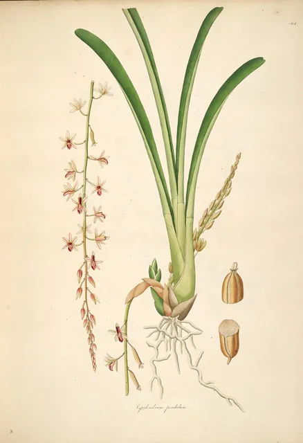 A hand-coloured botanical plate of a ground orchid drawn whole, from its roots and bulb to its long leaves and a spike of pink-spotted flowers, with seed pods beside it.