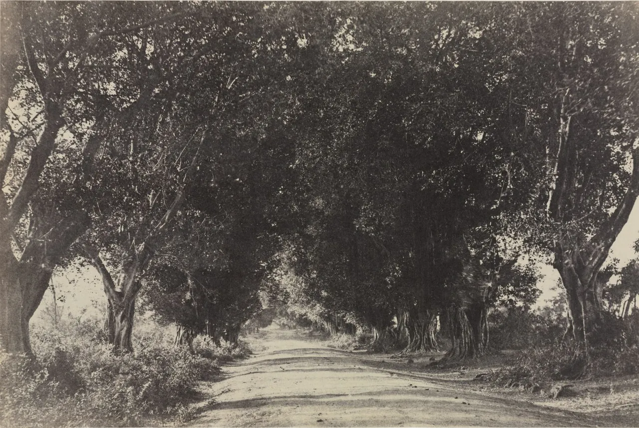 A sepia photograph of a dirt road running under an avenue of large banyan trees at Srirangam.